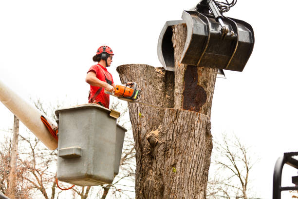 How Our Tree Care Process Works  in  Robbins, NC